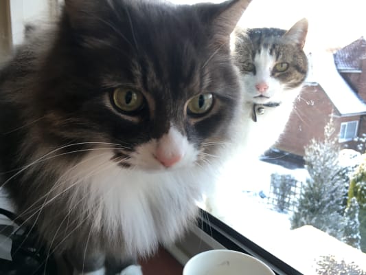 Felix As Good As It Looks Gravy Lover Adult Cat Food Countryside Selection 12x100g Pets At Home