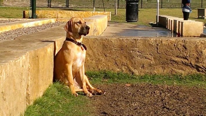 Zymox petbarn 2025