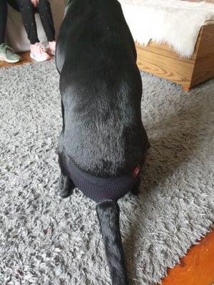 doggie pants for heat