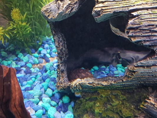 pets at home aquarium ornaments