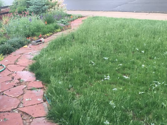 No Mow Lawn Grass Seed High Country Gardens