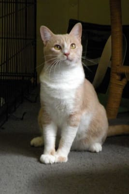 Lantus Insulin For Cats Feline Diabetes Vetrxdirect