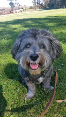 Neo Poly Dex Suspension Or Ointment For Dogs And Cats Vetrxdirect