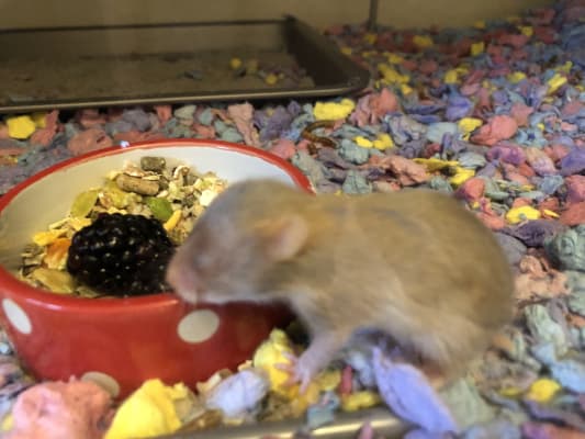 hamster food pets at home