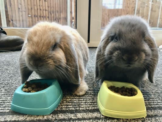 burgess rabbit food