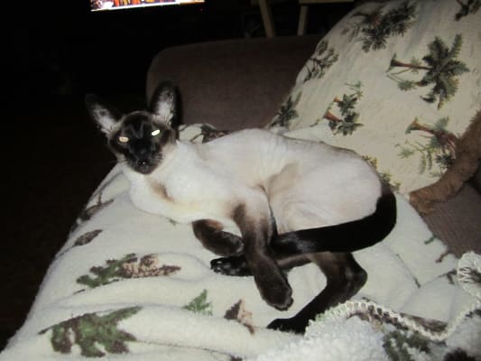 epakitin powder for cats