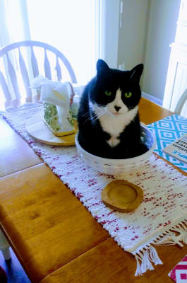 Methimazole For Cats Compounded Liquid Pcab Accredited