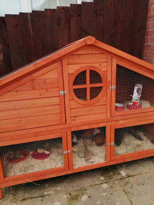 foxglove rabbit hutch