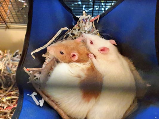 rat food pets at home