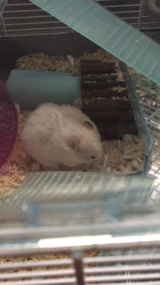 dwarf hamsters for sale at pets at home