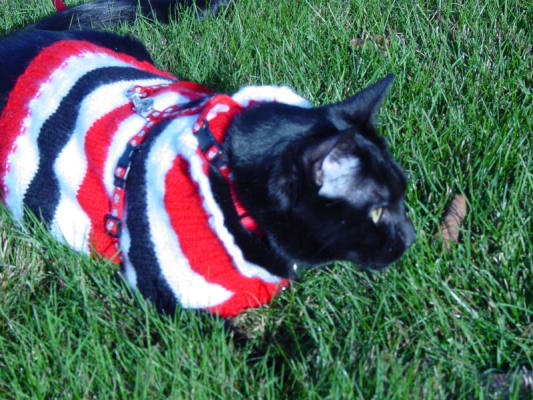 Fresh Step Ultra Unscented Clumping Cat Litter 42 Lbs Bjs