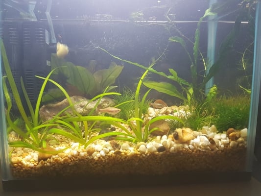 pets at home aquarium gravel