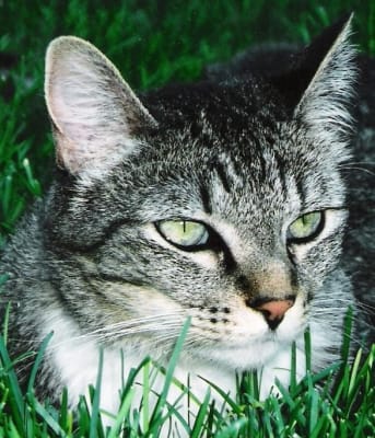 Mirtazapine Appetite Stimulant For Cats And Dogs Vetrxdirect