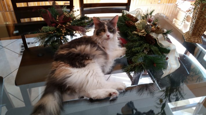 Lactulose Syrup Lactulose For Cats Laxative Vetrxdirect