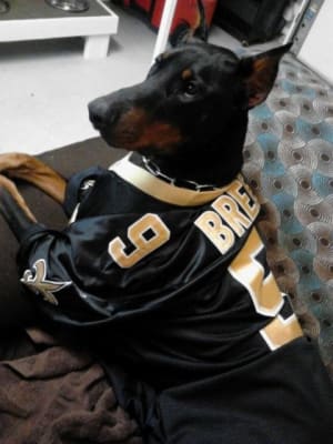 Iverhart Max Dog Heartworm Vetrxdirect Pharmacy