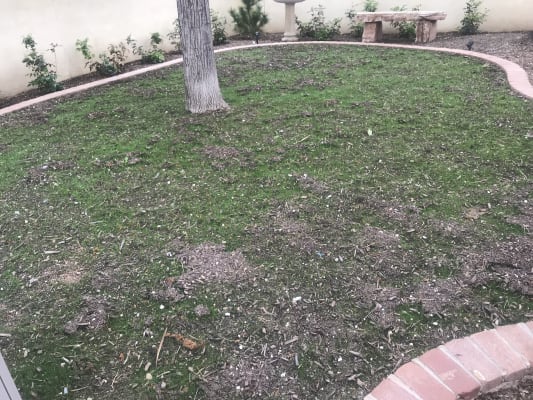 No Mow Lawn Grass Seed High Country Gardens