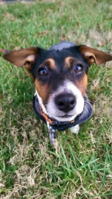 Neo Poly Dex Suspension Or Ointment For Dogs And Cats Vetrxdirect