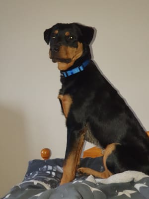 pets at home harringtons puppy food