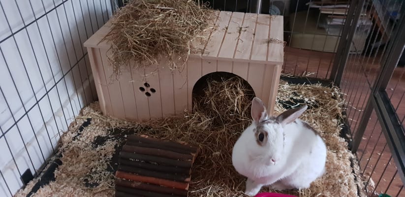 Ferplast maxi rabbit and guinea pig hideaway clearance