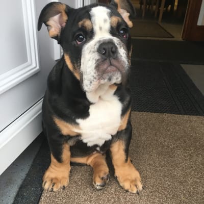 pets at home harringtons puppy food