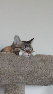 Viralys For Cats L Lysine Powder And Gel Vetrxdirect