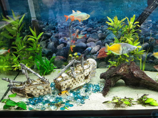 pets at home aquarium gravel