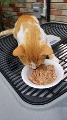 bjs friskies cat food