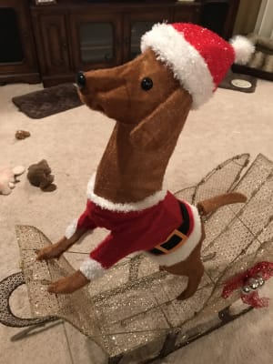 Winter Wonder Lane Light Up Dog On Sleigh 42 Big Lots