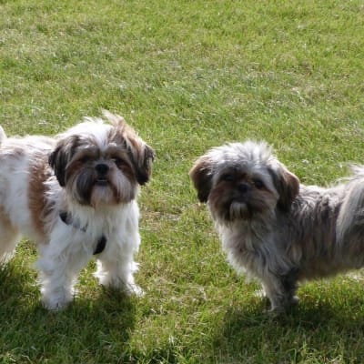 yumove dog pets at home