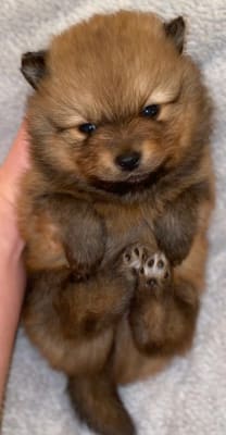 pets at home harringtons puppy food