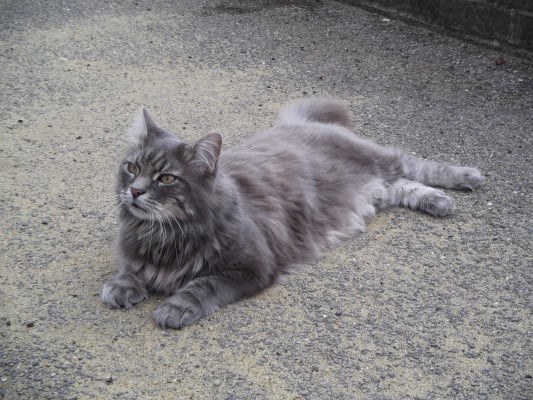 Royal Canin Maine Coon Cat Food 2kg Pets At Home