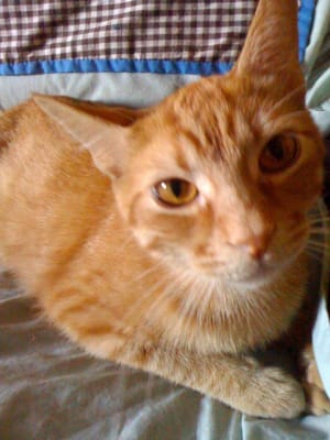 Royal Canin Veterinary Diet Feline Ultamino Dry Cat Food Petflow