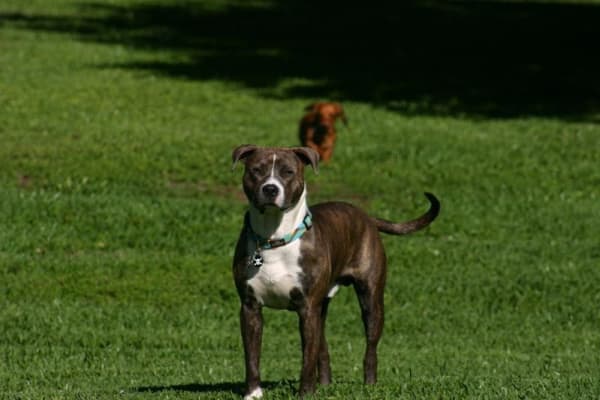 malotic ear drops for dogs