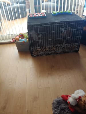 pets at home medium dog crate