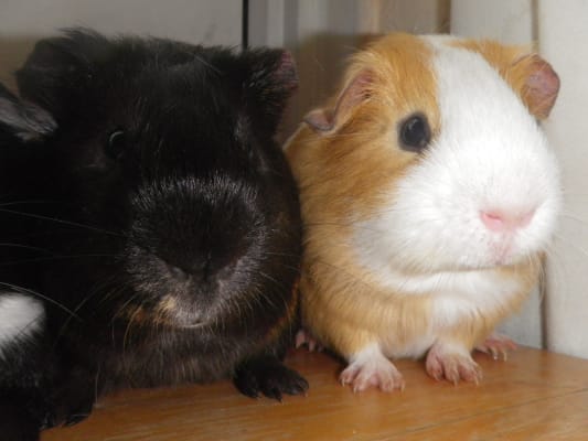 hamster flea treatment pets at home