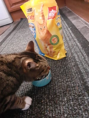 Go Cat Adult Dry Cat Food Tuna Herring And Veg 10kg Pets At Home