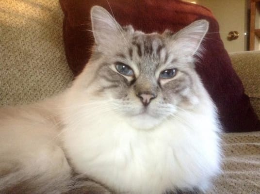 Aerokat For Cats Feline Aerosol Chamber For Asthma Vetrxdirect