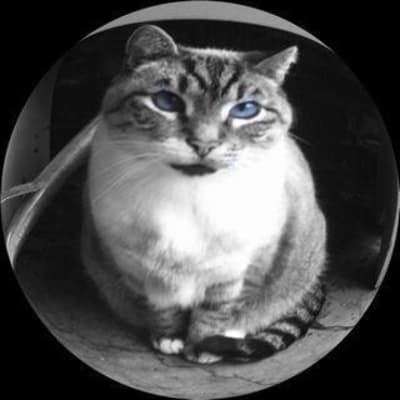 Lactated Ringers Solution For Cats Fluid Therapy Kidney