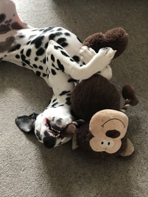 pets at home monkey toy