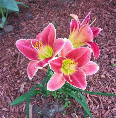 Key To My Heart Reblooming Daylily Breck S
