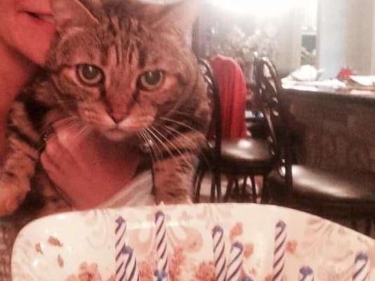 Flovent Asthma Inhaler For Cats And Dogs Vetrxdirect Pharmacy