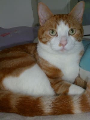 Beaphar Hairball Paste For Cats 100g Pets At Home