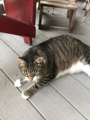 Lantus Insulin For Cats Feline Diabetes Vetrxdirect