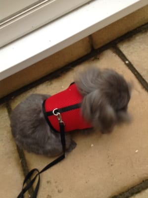Pets At Home Rabbit Padded Harness With Lead Pets At Home