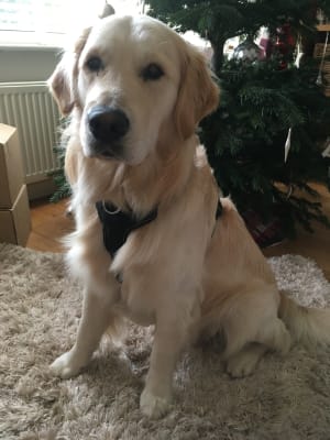 dog car harness pets at home