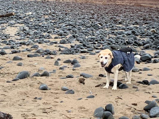 yumove dog pets at home