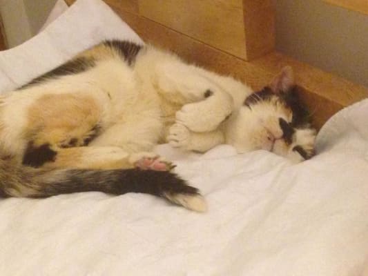 Kristalose For Cats Lactulose Powder For Constipation Vetrxdirect