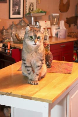 Lactated Ringers Solution For Cats Fluid Therapy Kidney