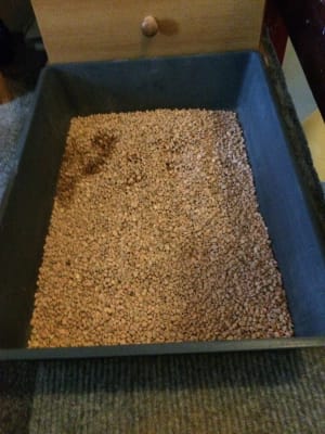 Sophisticat Lightweight Pink Clay Non Clumping Cat Litter Pets