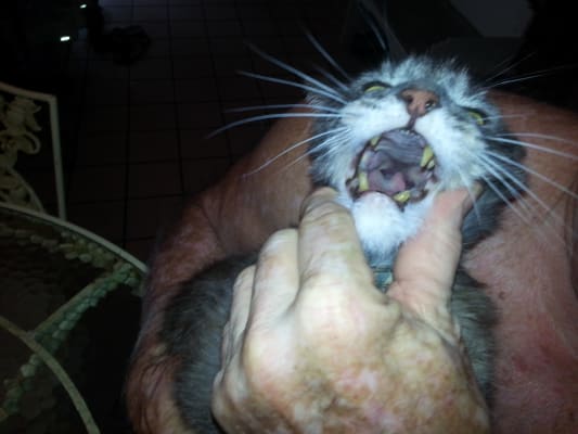 Clindamycin Drops Antibiotics For Pets Vetrxdirect